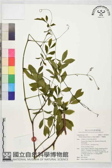 榼藤子、鴨腱藤藏品圖，第1張
