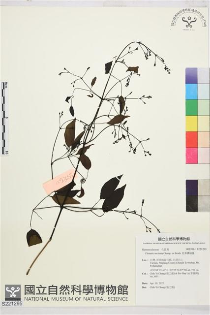 柱果鐵線蓮藏品圖，第1張