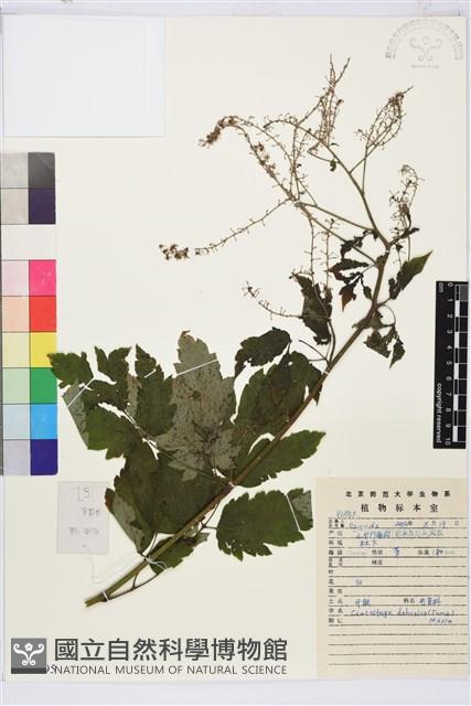 興安升麻藏品圖，第1張