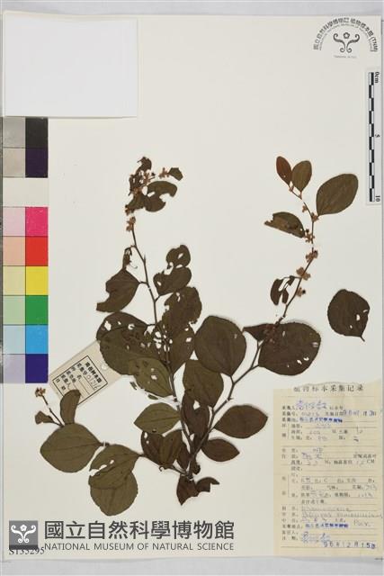 馬甲子藏品圖，第1張