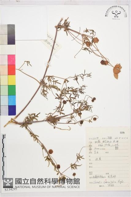 西藏鐵線蓮藏品圖，第1張