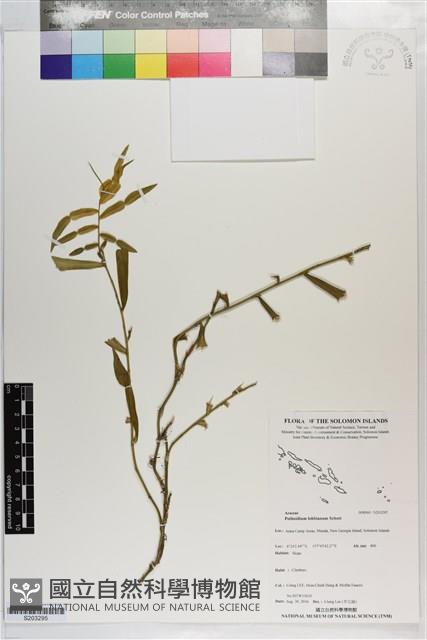 假柚葉藤、瑕柚葉藤藏品圖，第1張