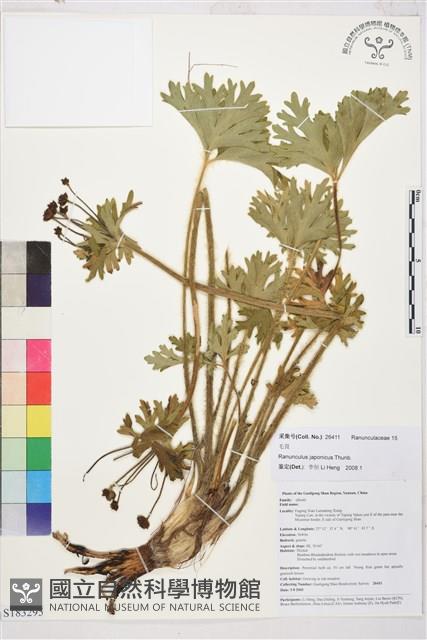 毛茛藏品圖，第1張