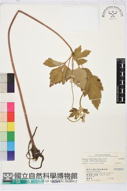 小白頭翁、野棉花藏品圖，第1張