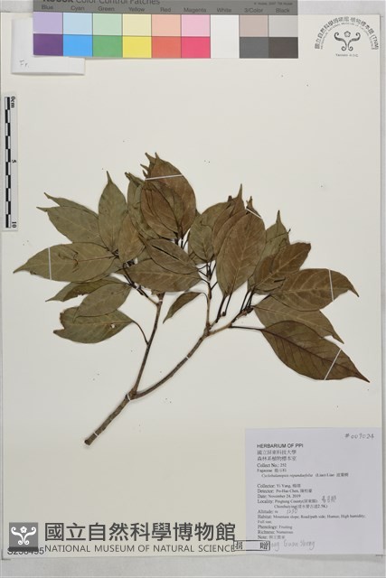 波葉櫟藏品圖，第1張