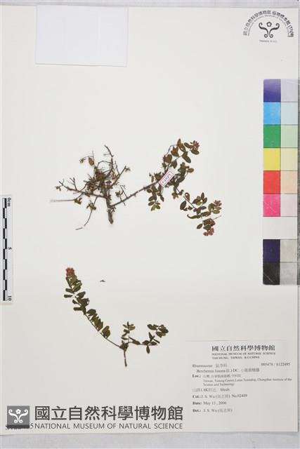 小葉黃鱔藤藏品圖，第1張