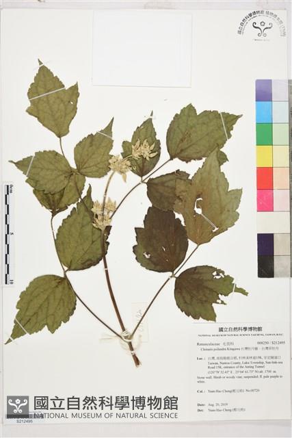 台灣牡丹藤、台灣草牡丹藏品圖，第1張