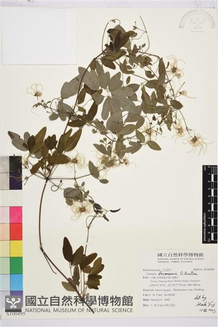 臺灣鐵線蓮藏品圖，第2張