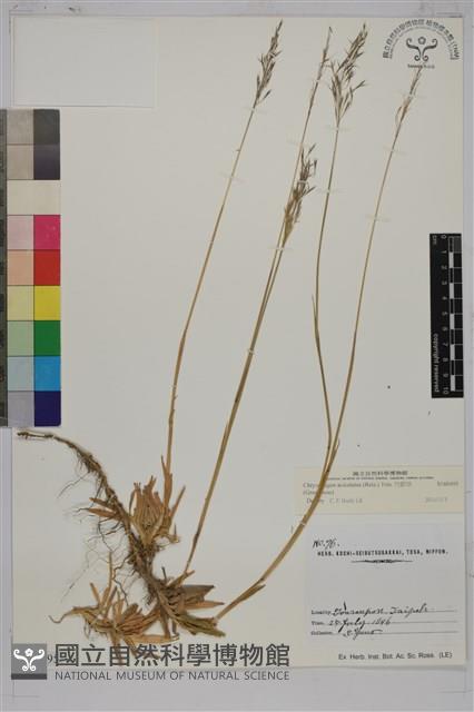 竹節草藏品圖，第1張