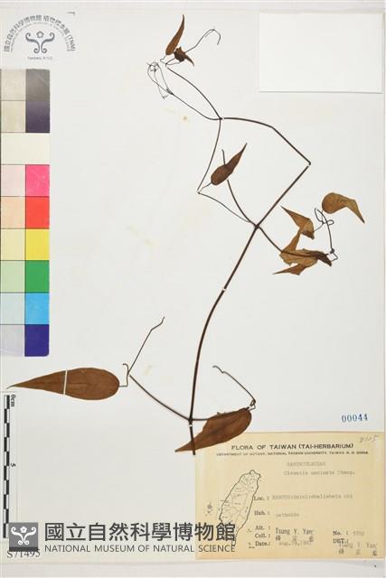 柱果鐵線蓮藏品圖，第2張