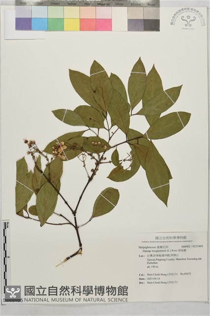 猿尾藤藏品圖，第1張