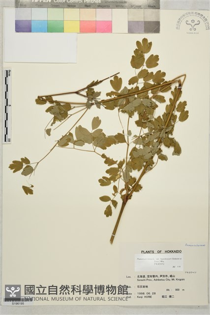 東亞唐松草藏品圖，第1張