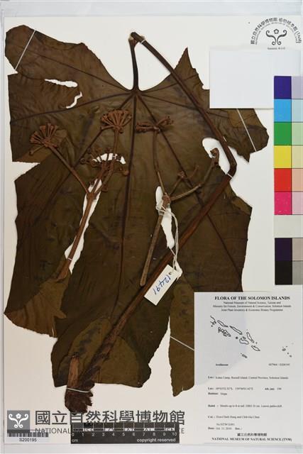 登錄號:S200195藏品圖，第1張