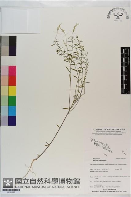 圓錐花遠志藏品圖，第1張