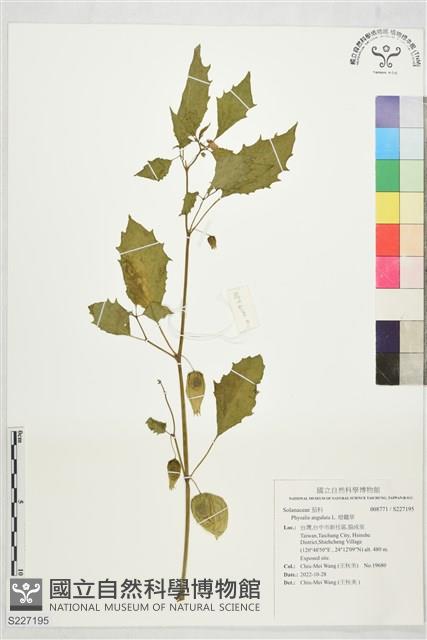 燈籠草藏品圖，第1張