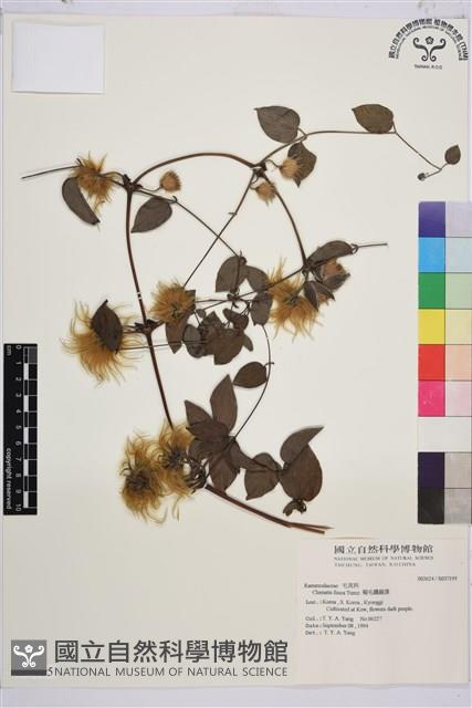 褐毛鐵線蓮藏品圖，第1張