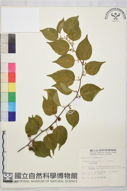 亞洲濱棗藏品圖，第1張