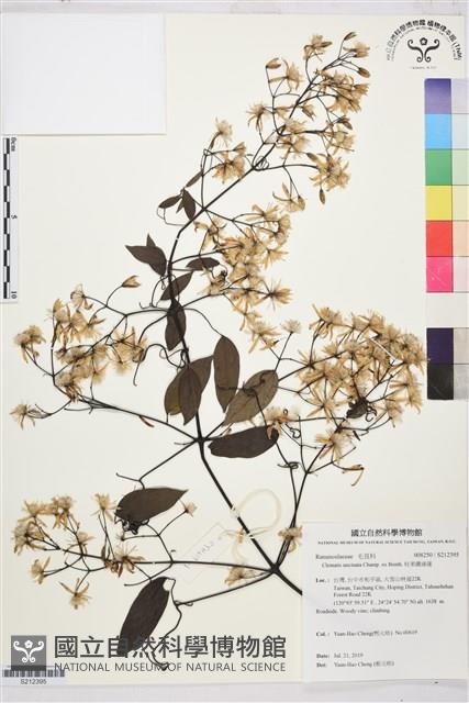 柱果鐵線蓮藏品圖，第1張