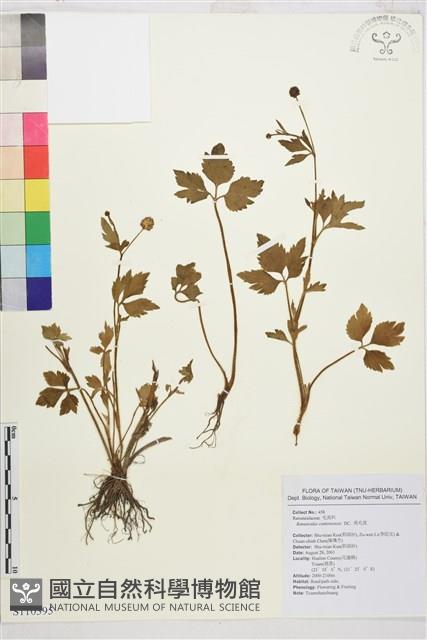 水辣菜、禺毛茛藏品圖，第1張