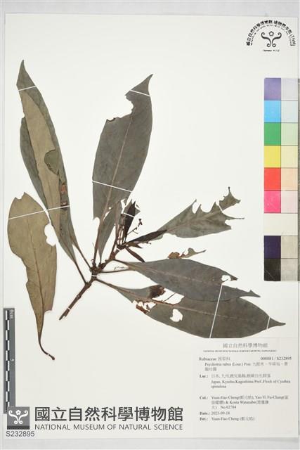 九節木、牛屎烏、青龍吐霧藏品圖，第1張