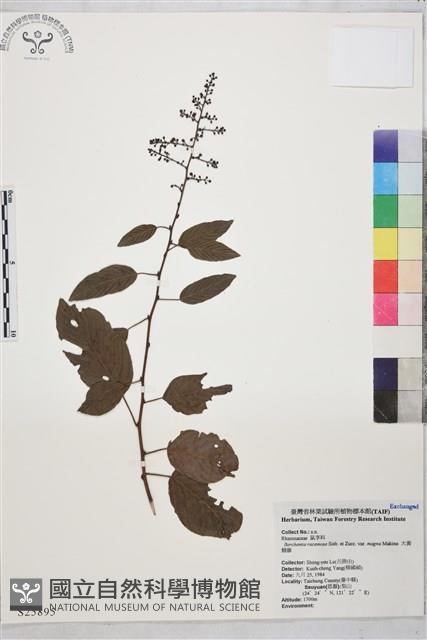 大黃鱔藤藏品圖，第1張