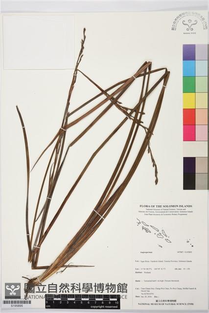 登錄號:S195895藏品圖，第1張