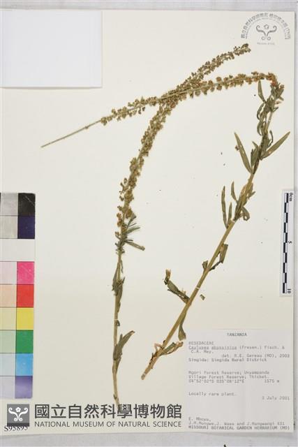 登錄號:S095895藏品圖，第1張