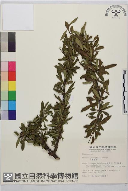 小葉鼠李藏品圖，第1張