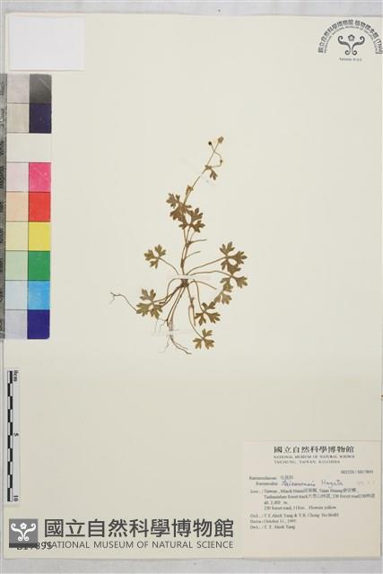 鹿場毛茛藏品圖，第1張