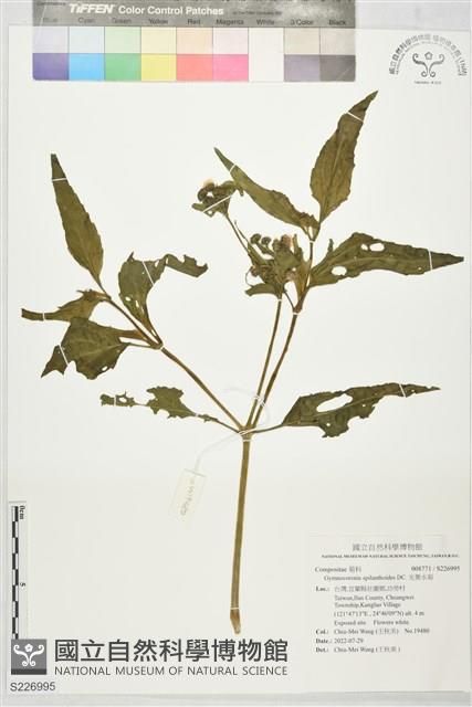 光葉水菊藏品圖，第1張