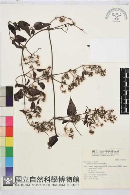 威靈仙藏品圖，第1張