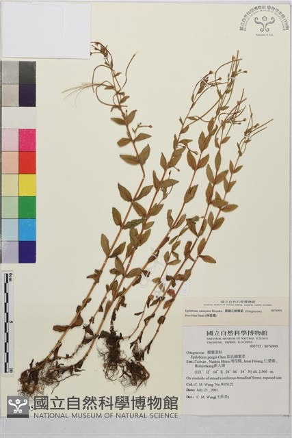 黑龍江柳葉菜藏品圖，第1張