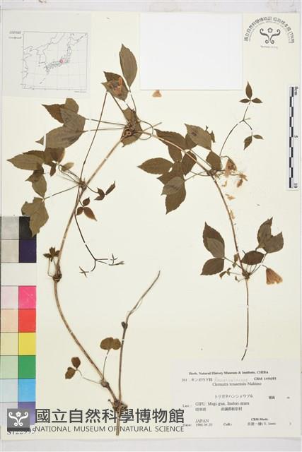 土佐鐵線蓮藏品圖，第1張