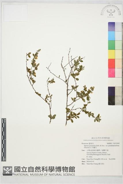 笑靨花藏品圖，第1張
