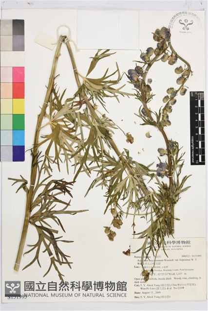 河北白喉烏頭藏品圖，第1張