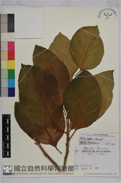 大冇榕、稜果榕藏品圖，第1張