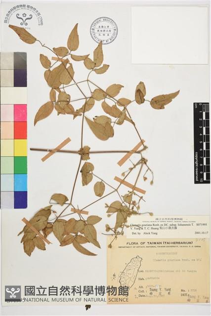 梨山小蓑衣藤藏品圖，第1張