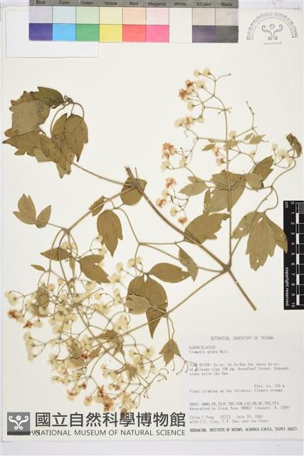 串鼻龍藏品圖，第2張