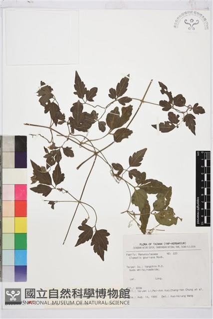 串鼻龍藏品圖，第1張