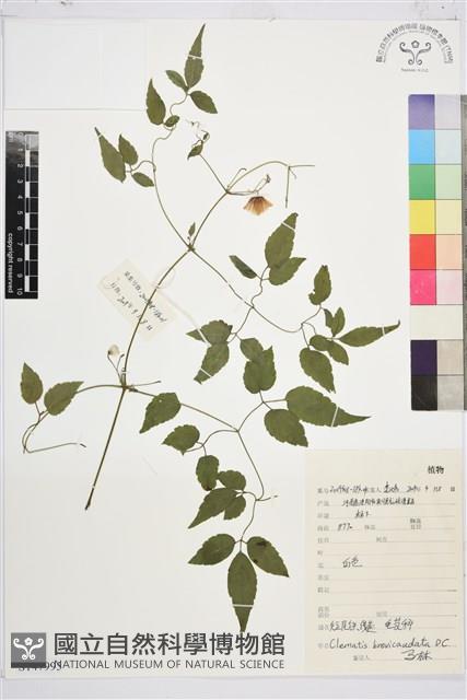 短尾鐵線蓮藏品圖，第1張