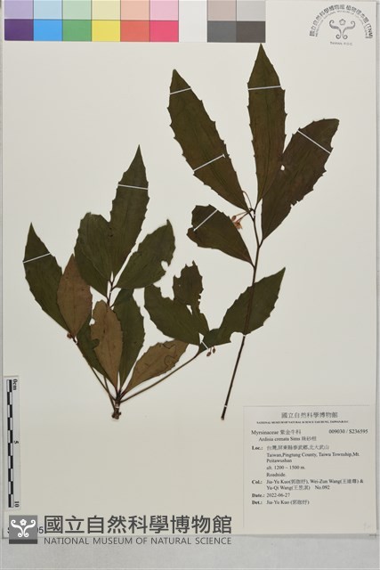 珠砂根藏品圖，第1張