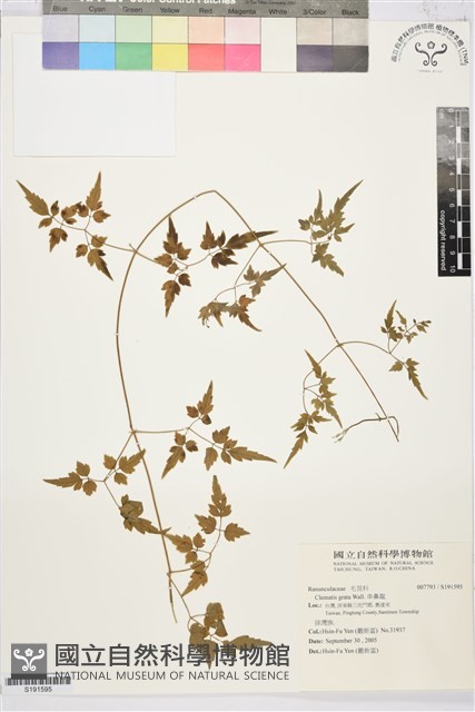 串鼻龍藏品圖，第1張