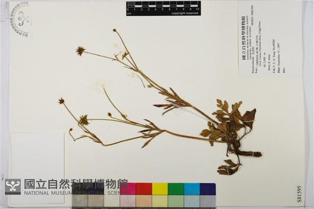 登錄號:S081595藏品圖，第1張