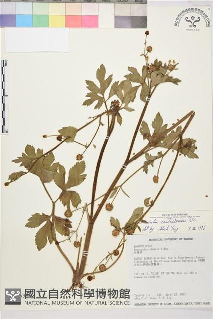 水辣菜、禺毛茛藏品圖，第1張