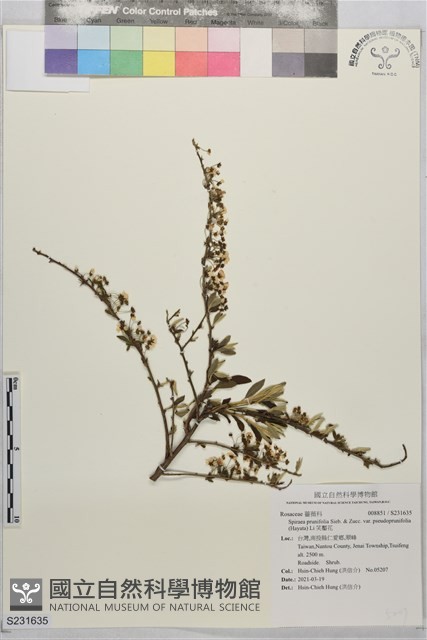 笑靨花藏品圖，第1張
