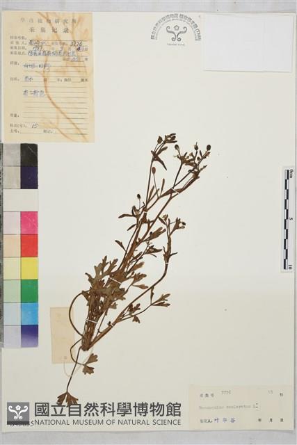 石龍芮藏品圖，第1張