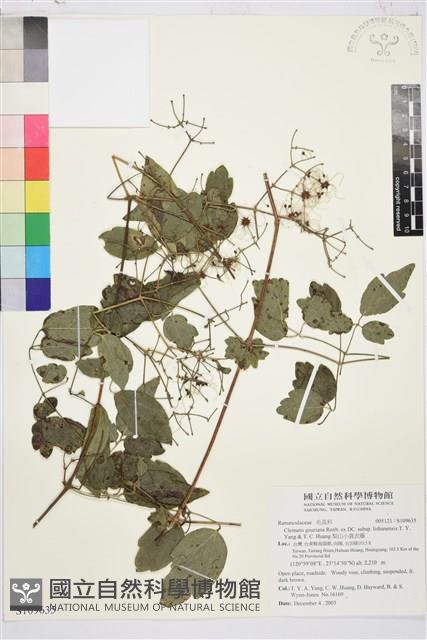 梨山小蓑衣藤藏品圖，第1張