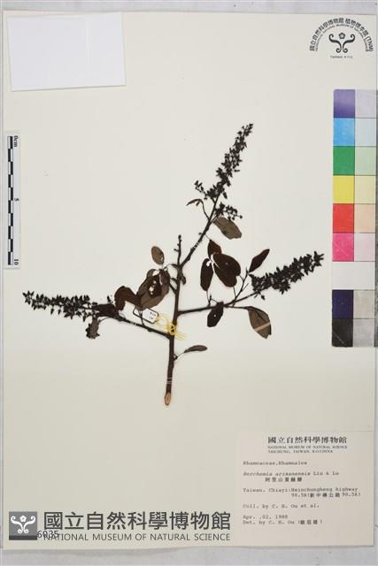 阿里山黃鱔藤藏品圖，第1張