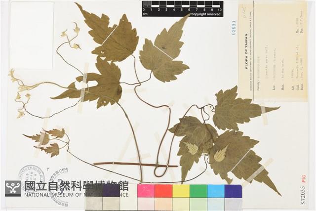 串鼻龍藏品圖，第2張