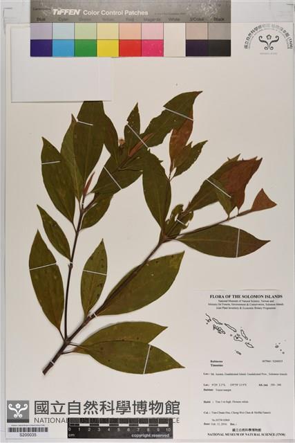 Accession Number:S200035 Collection Image